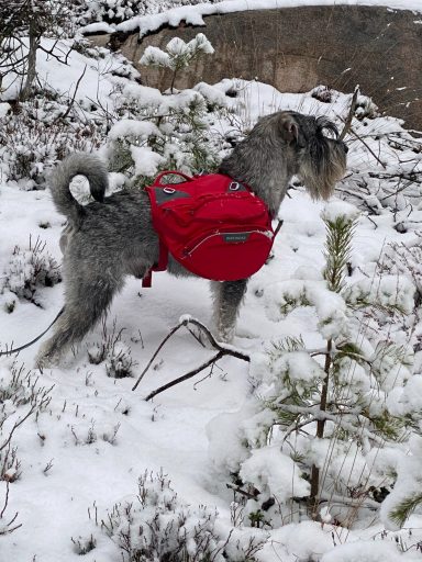 Yasso på äventyr Schnauzern är arbetsvillig