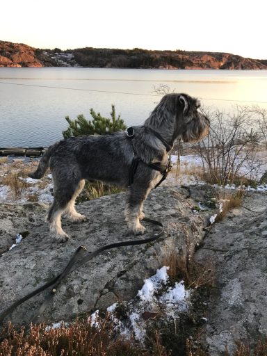 Bästa promenadkompisen