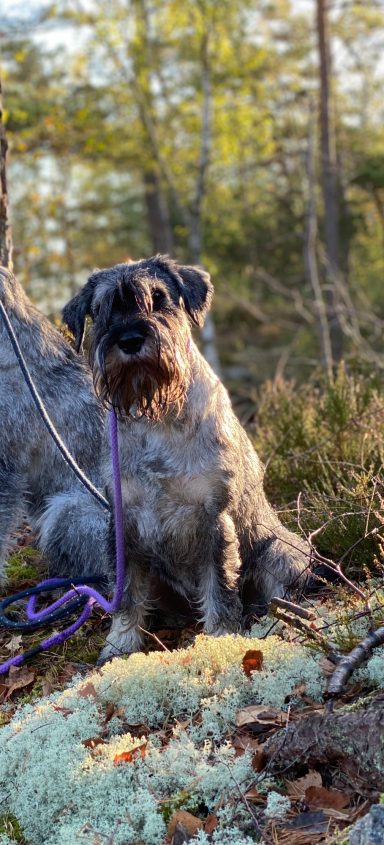 Holly i skogen