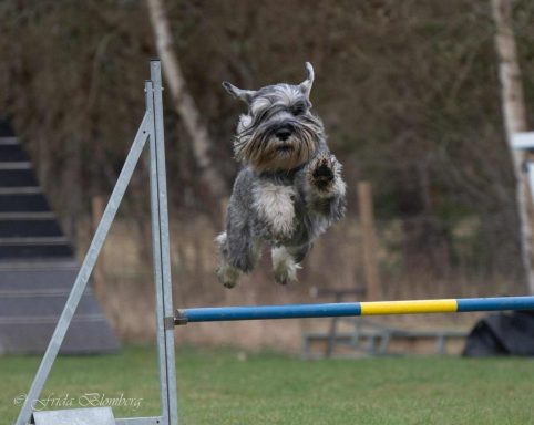 Jaxon flyger fram över hindren, han älskar agility.